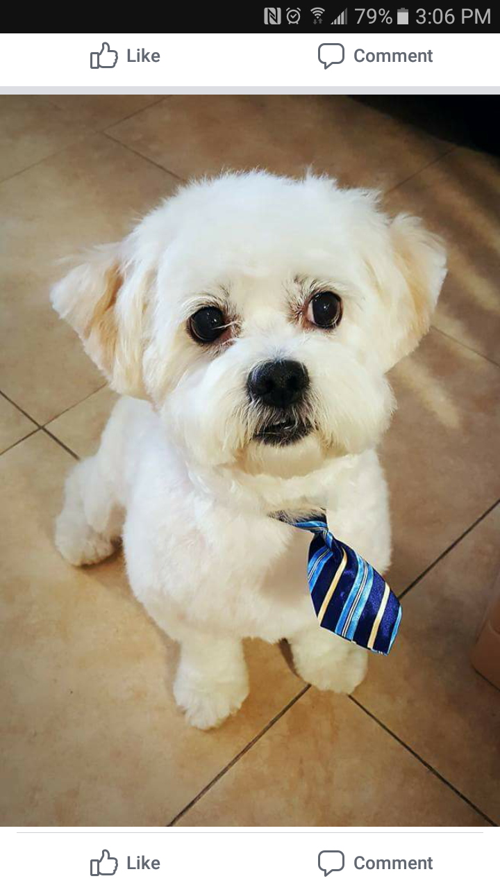 Animal Haus 172 Recommendations Northville Mi Nextdoor