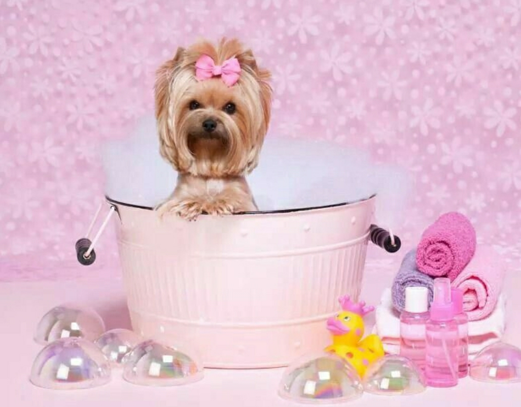 shampoochie pet spa