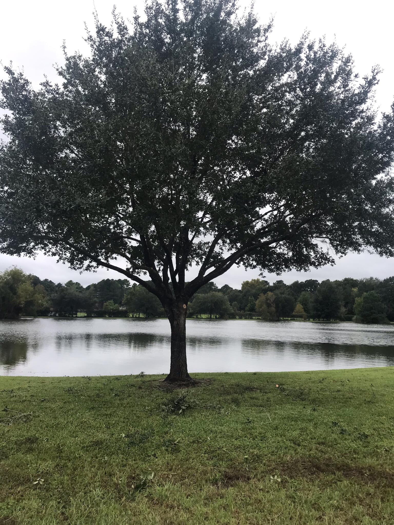 Affordable Tree Service 10 Spring, TX Nextdoor