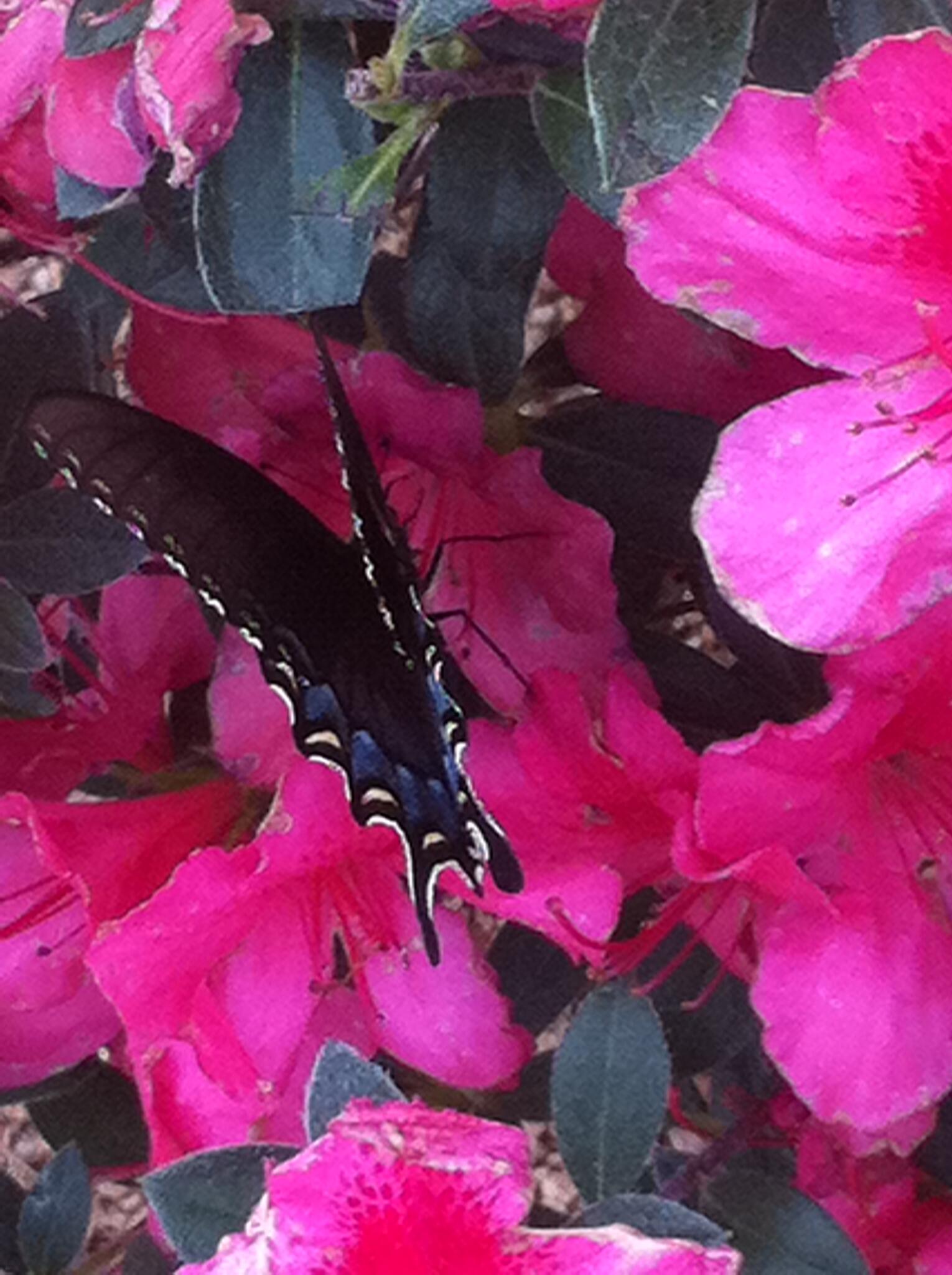 warren s kingwood on Warren S Southern Gardens 40 Recommendations Kingwood Tx Nextdoor