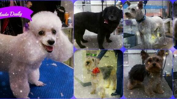 Animal Hut 52 Recommendations Penn Hills Pa