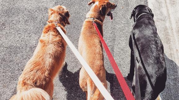 sit and stay pet care