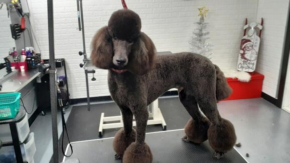 very important pet grooming salon