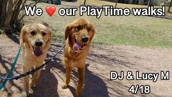 playtime pet sitters & dog walkers