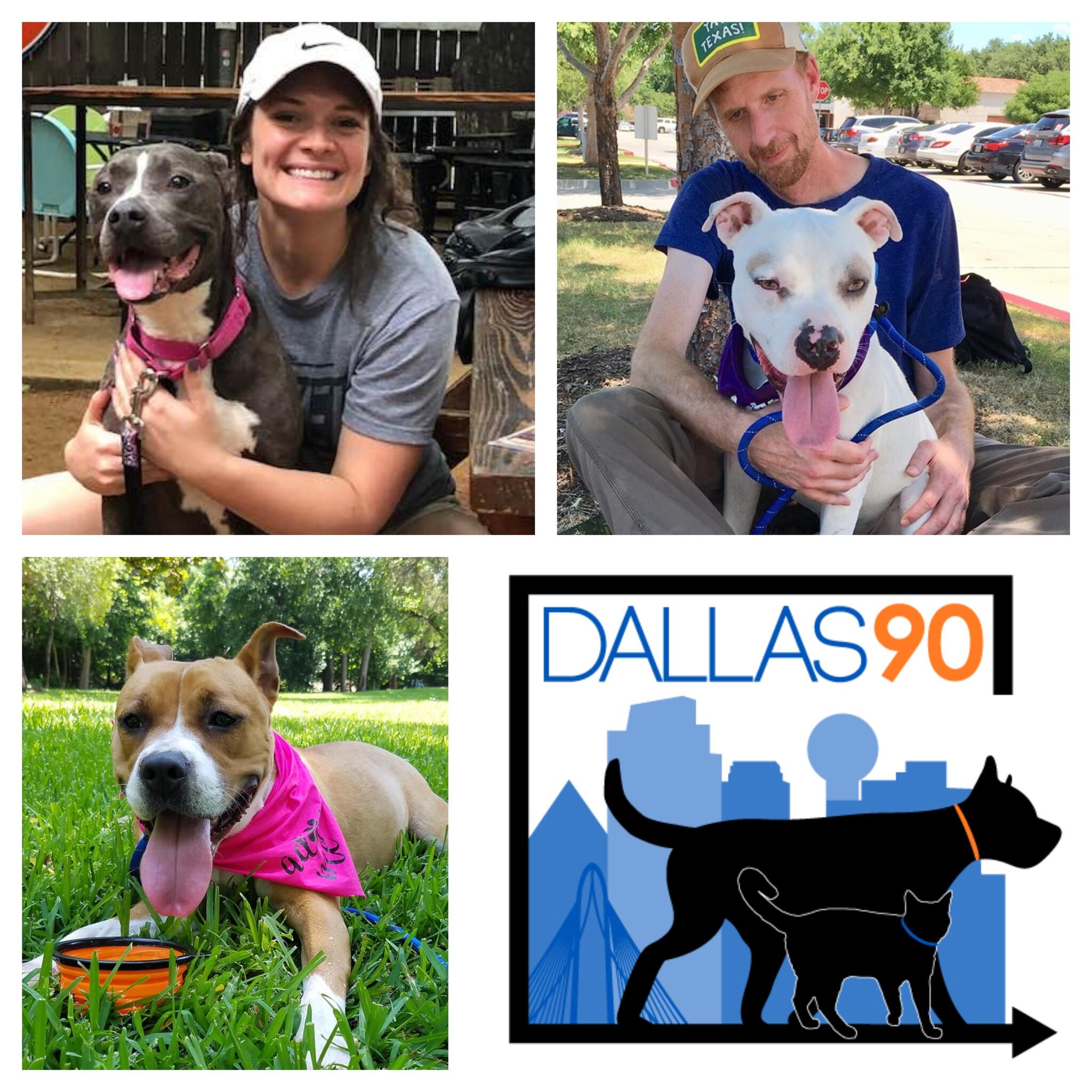 Take A Shelter Dog on A Daycation! (Dallas Animal Services & Adoption