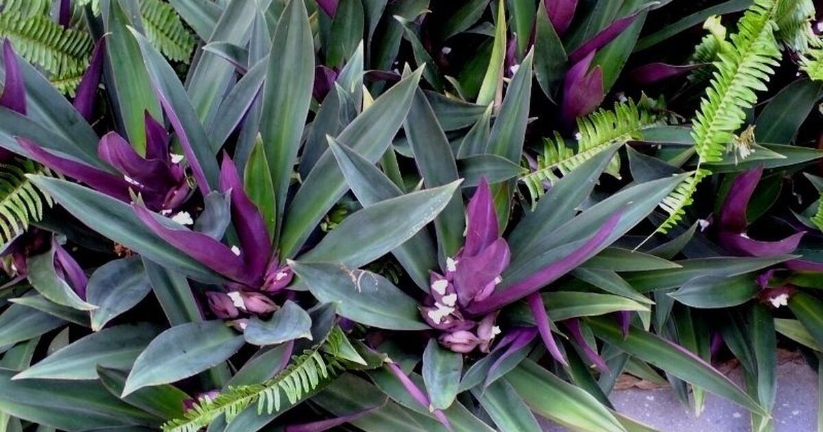 *Oyster plants (purple/green) for 5 in Sarasota, FL Finds — Nextdoor