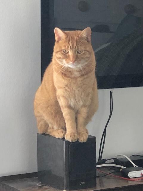 replacing existing cat flap