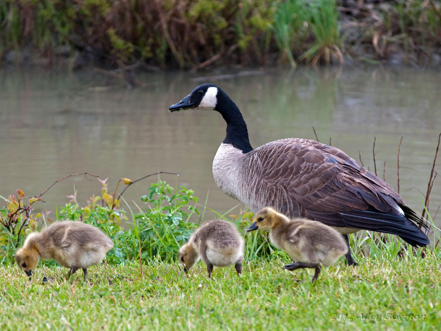 What's the Harm in Feeding Geese? (North Carolina Wildlife Resources ...