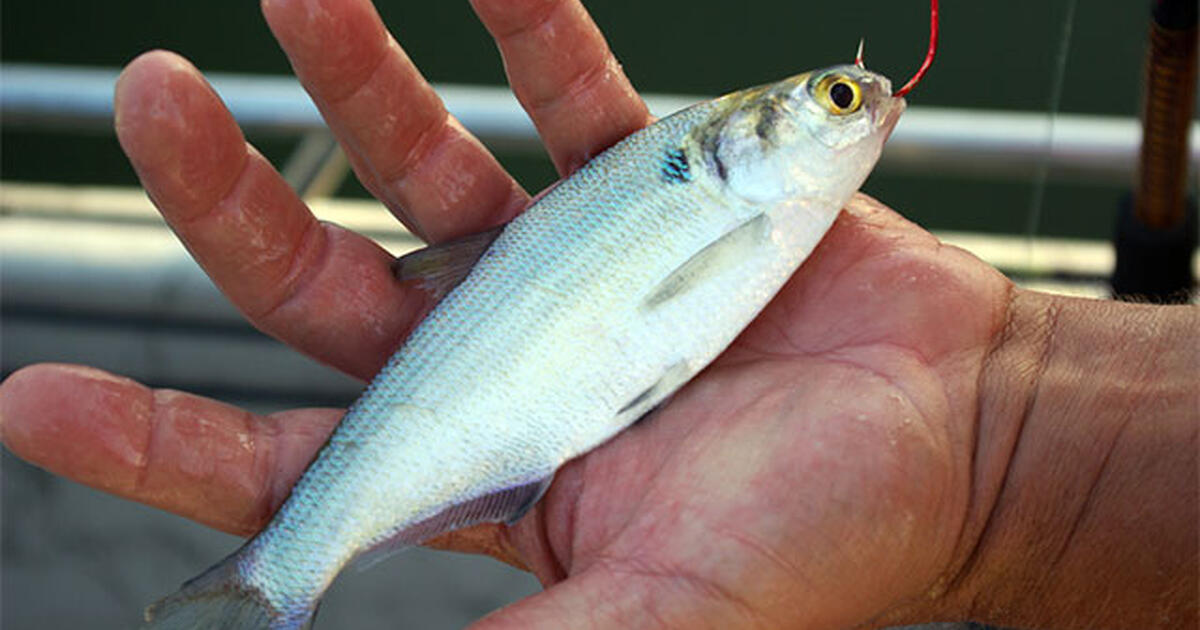 Fishing Bait * Frozen Shad * Green Sunfish * Fishing Weights for 2 in