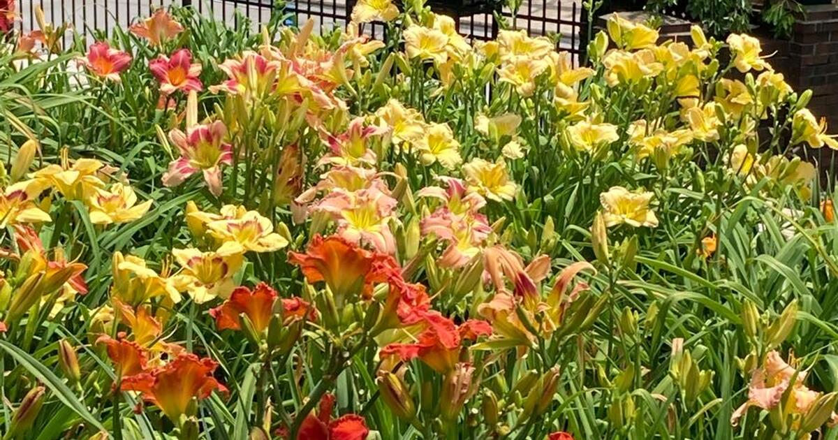 Daylilies for Sale for in Lexington, KY Finds — Nextdoor
