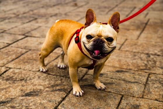 Attachment with no description