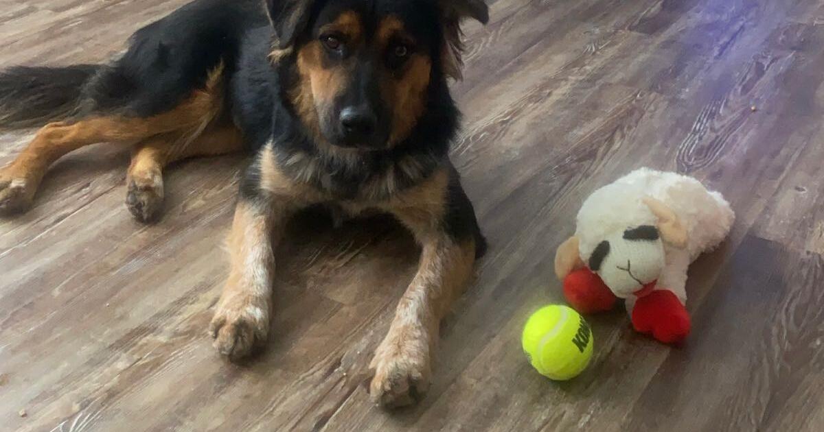 Rescued dog needing a home for Free in Hurst, TX Finds — Nextdoor