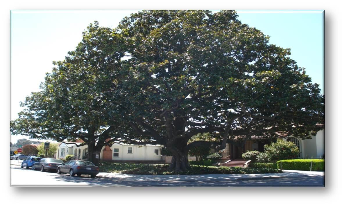 Draft Tree Ordinance Informational Update (City of San Leandro