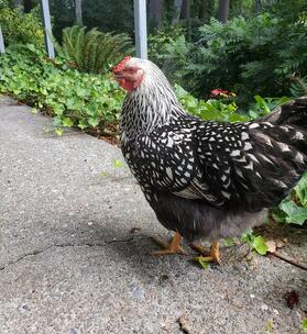 Attachment with no description