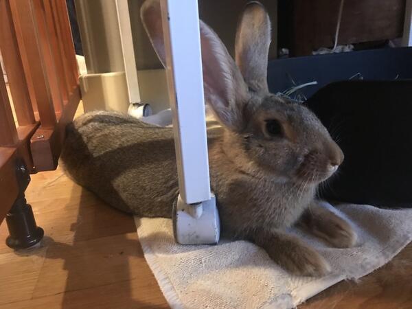 giant house bunny