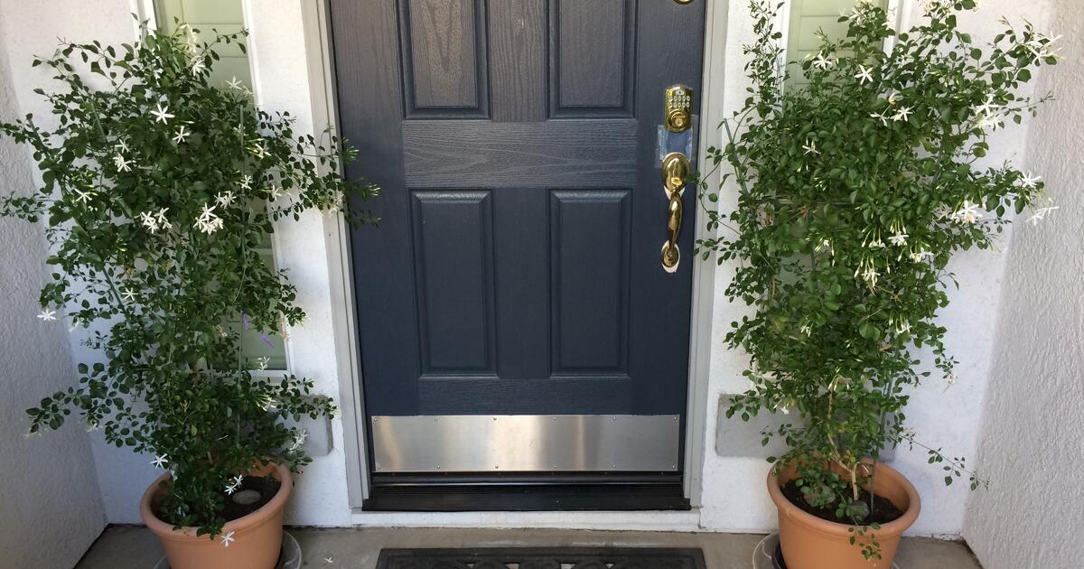 Arabian Jasmine (Jasminum Sambac))Growing on metal trellis for 80 in