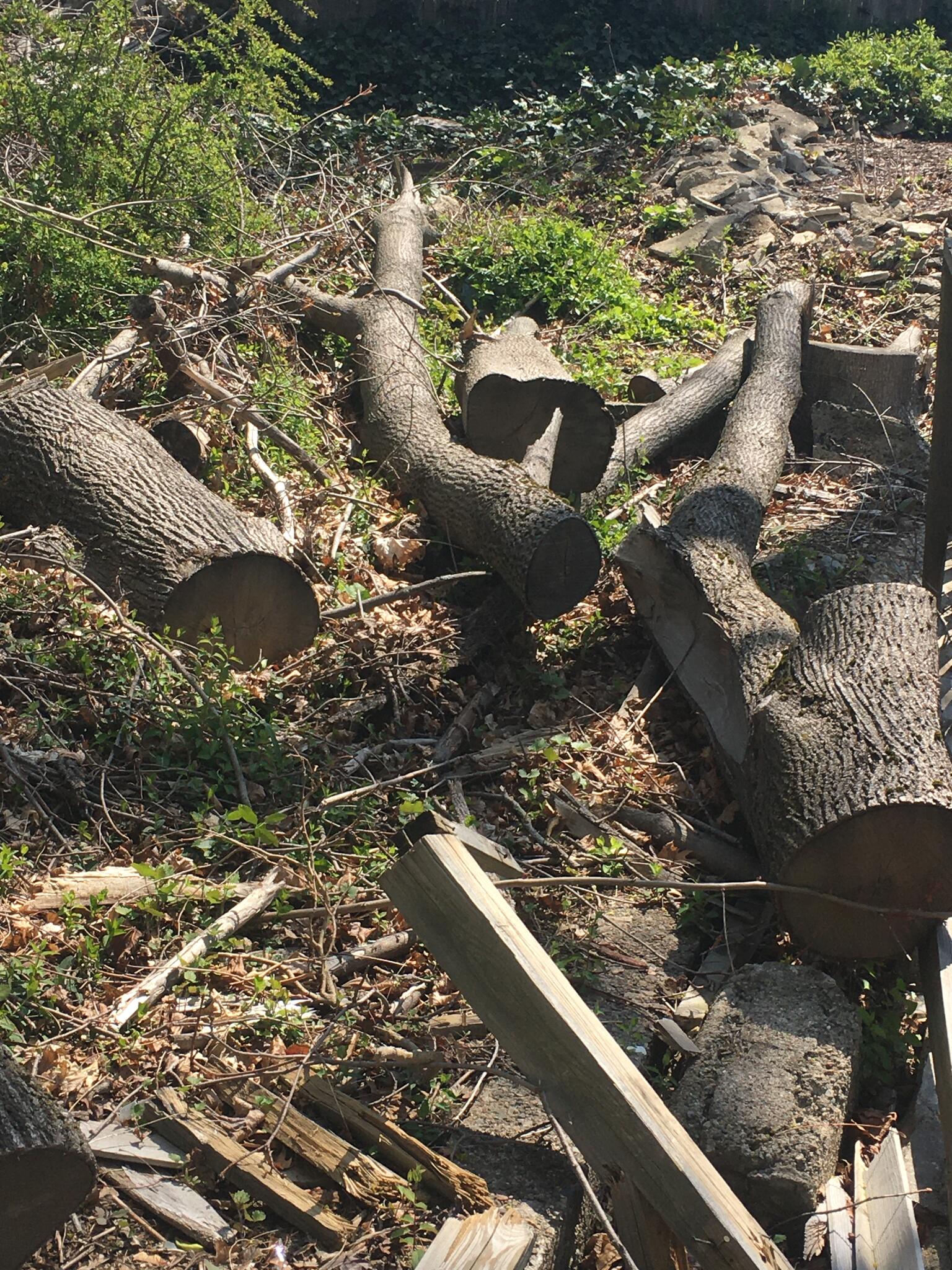 Wood for free