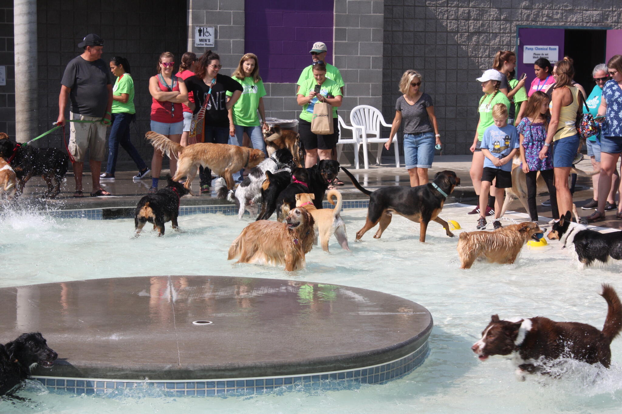 32 Places Where Dogs Can Swim Near Me Home