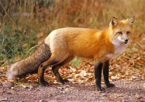 Foxes in Westerville - Information from Animal Control (Westerville  Division of Police) — Nextdoor — Nextdoor