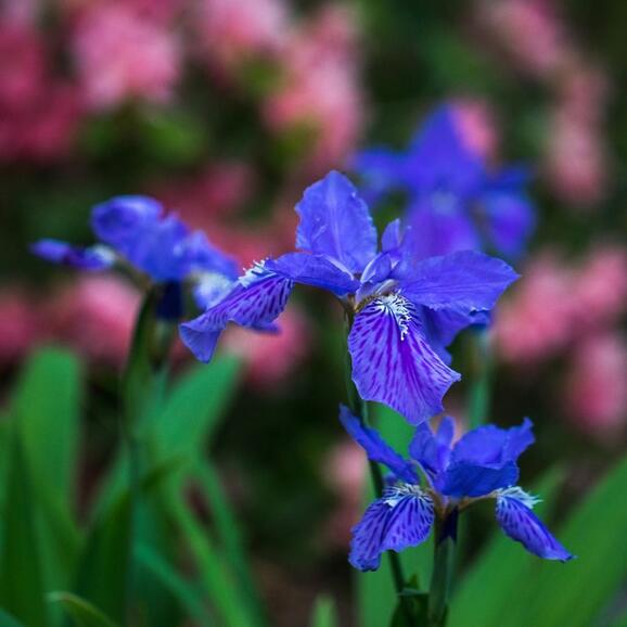 Apr 25 Chapel Hill Garden Tour April 25 And 26 Nextdoor