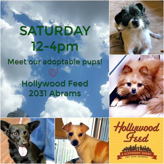 hollywood feed lakewood