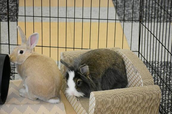 alamo city house rabbits