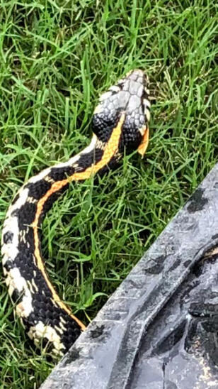 776239bb3abb9022de002c0f081a7a18.jpeg.ma