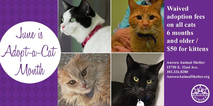 Aurora Adoption Center 2025