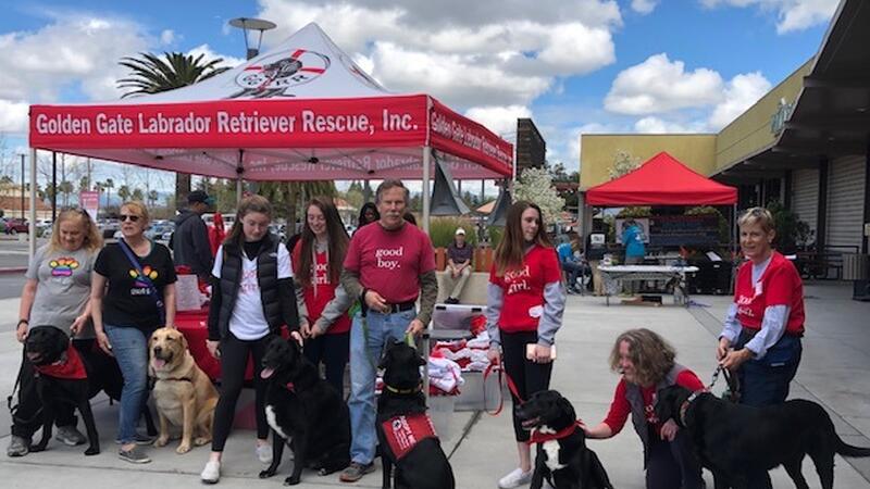 golden gate labrador retriever rescue