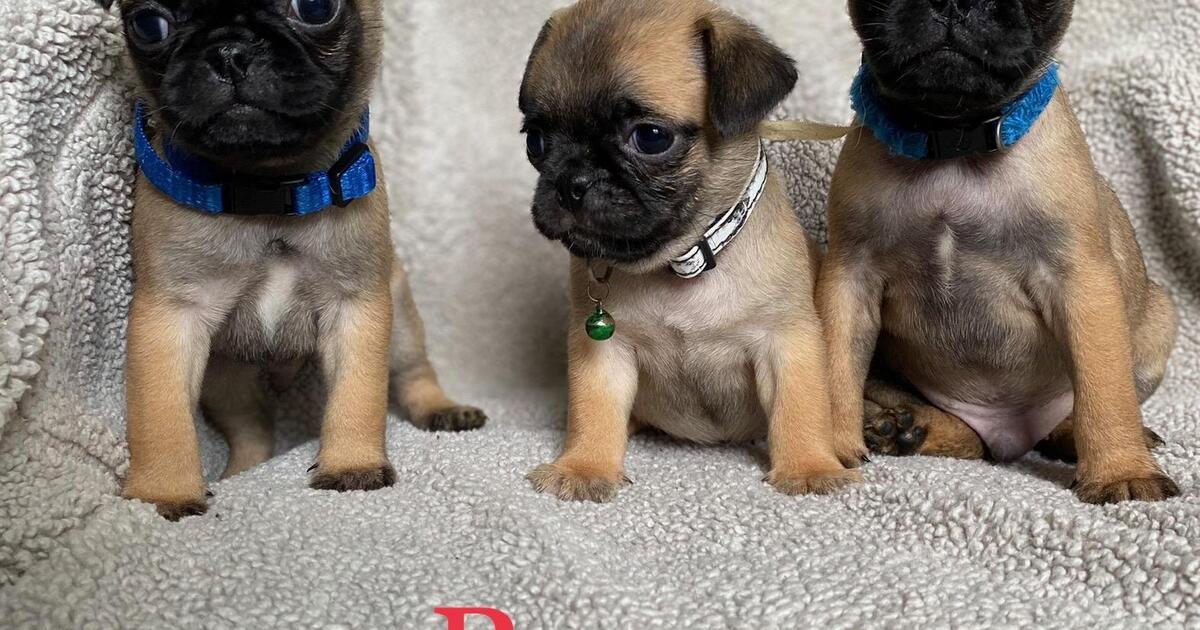 Pug puppies for 600 in Houston, TX Finds — Nextdoor