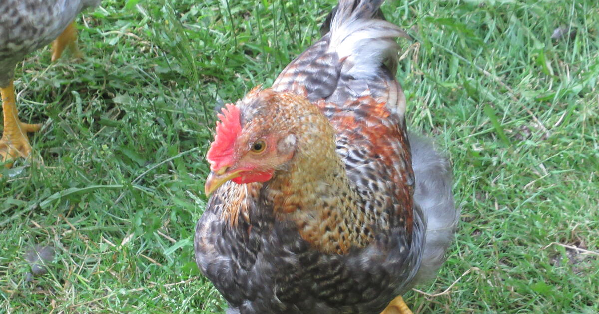 FREE to good home 12 week old Crested Cream Legbar, Welsummer, and