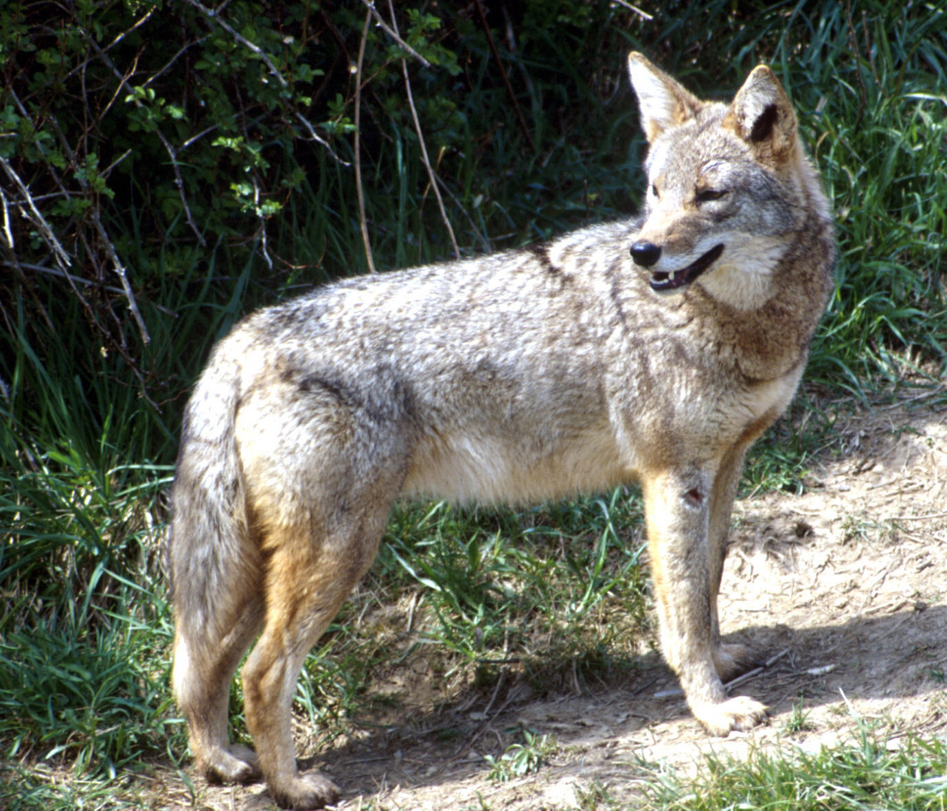 Info about coyotes in response to a few recent sightings around ...