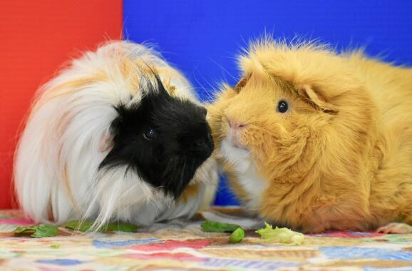 Cavy world hot sale guinea pig rescue