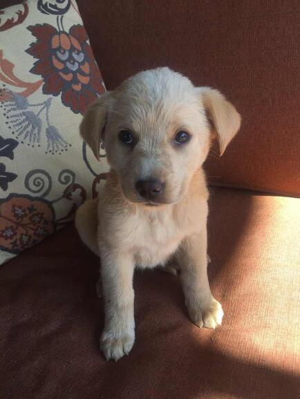 puppy luv animal rescue