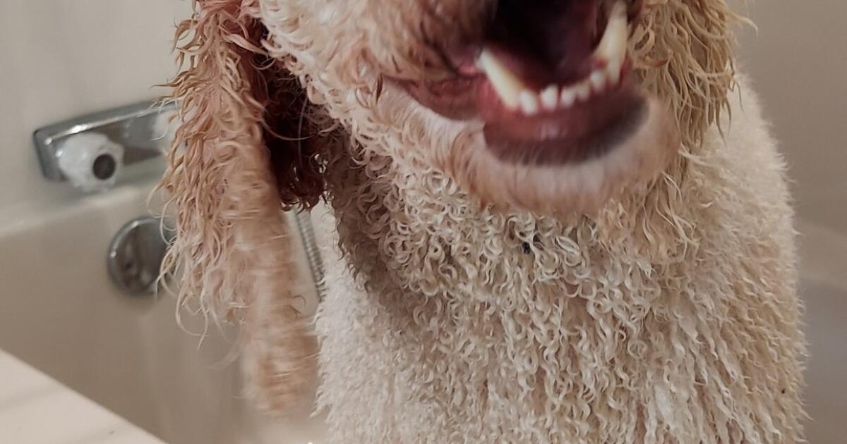 Dog Grooming for $40 in Allen, TX | Finds — Nextdoor