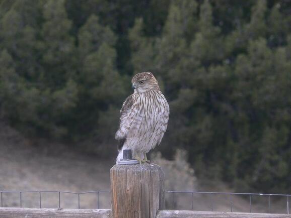 Feb 15 Great American Backyard Bird Count February 15 18 2019