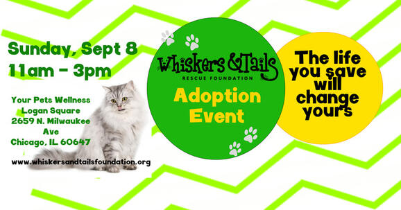 Sep 8 Whiskers Tails Rescue Foundation Kitty Cat Adoption