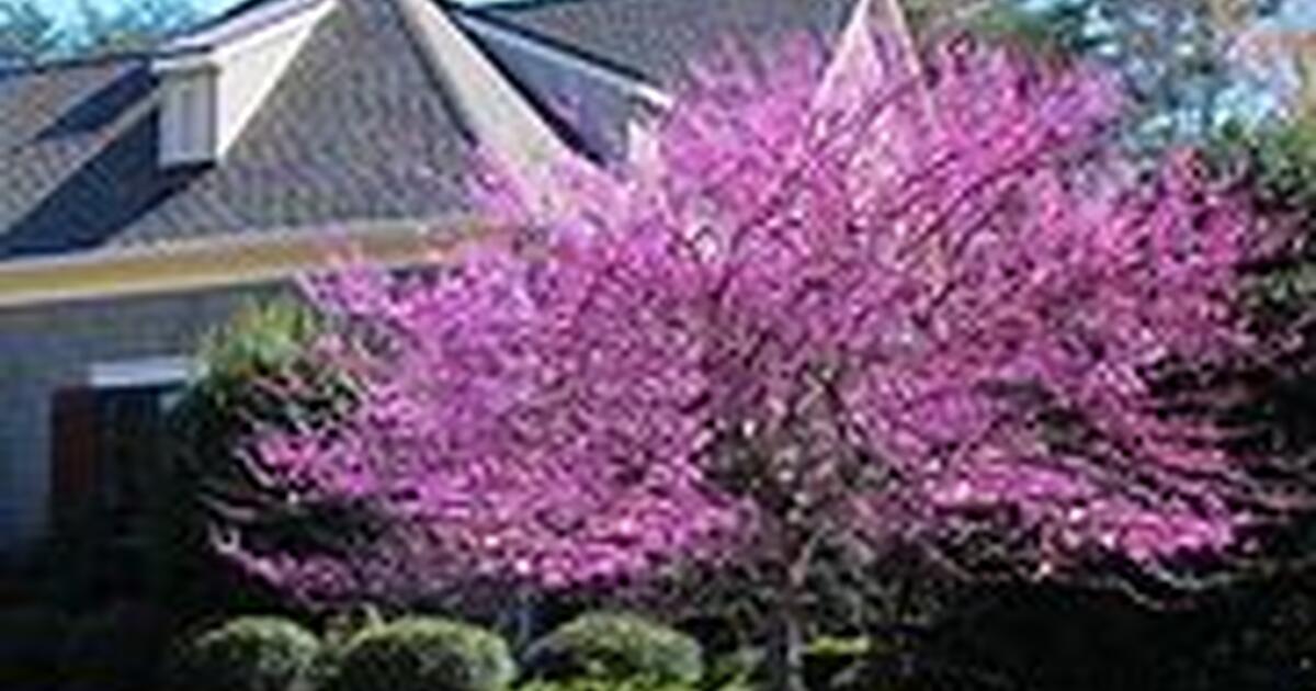 Trees for sale for in Virginia Beach, VA Finds — Nextdoor