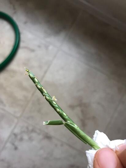 a52b25abfe8cfb9fa19c58e5ce506734.jpg.max