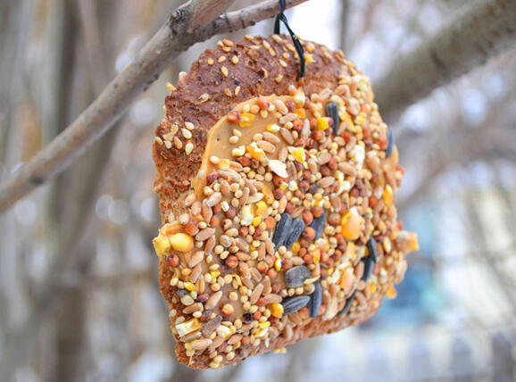 Dec 16 Edible Bird Feeders W Hands On Nature Nextdoor