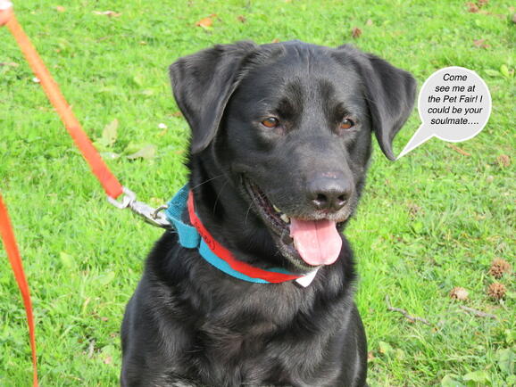 golden gate labrador retriever rescue