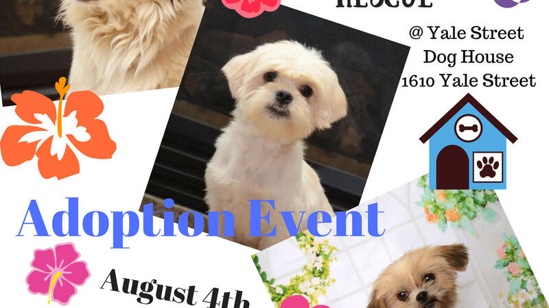 yale street dog house