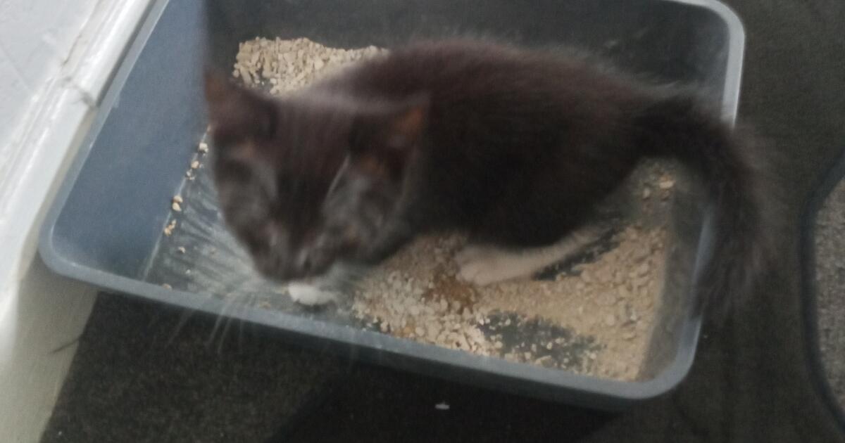 Free kitten for Free in Manchester, England | Finds — Nextdoor