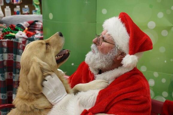 golden retriever freedom rescue