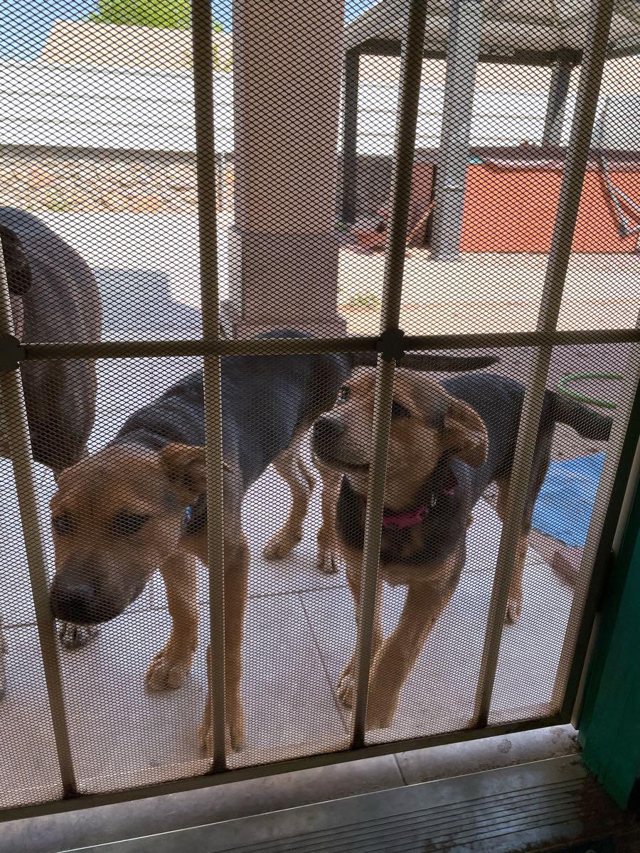 animal shelters las cruces nm on 400 Twin Xl Mattress Box Spring Frame For Sale Free Nextdoor