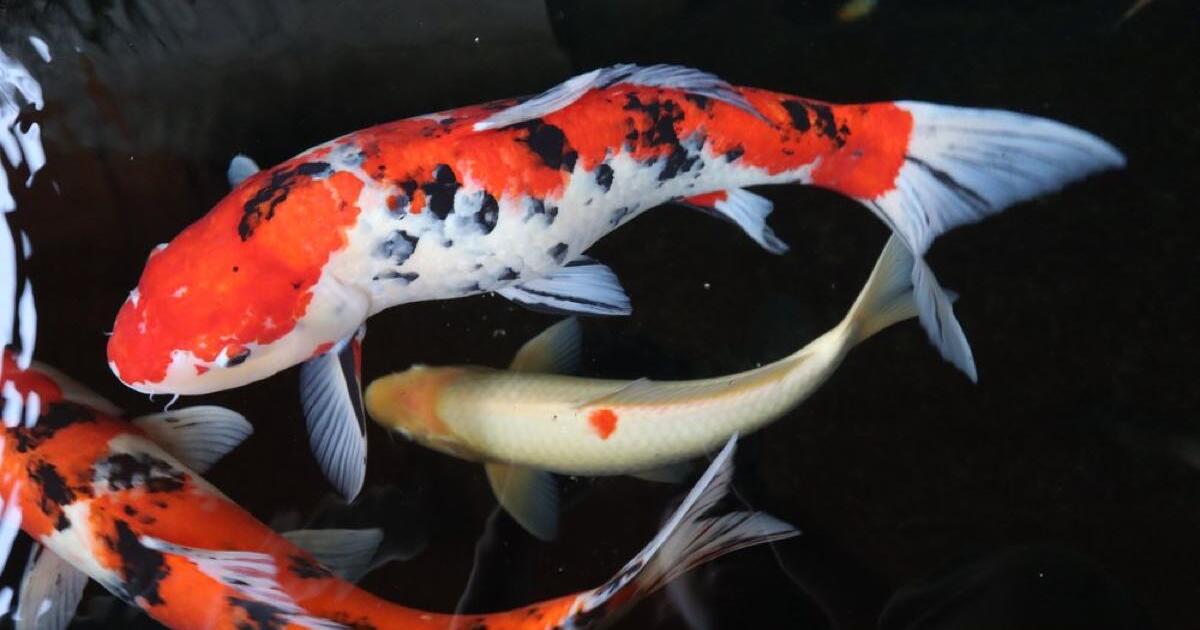 Koi fish for 5 in San Antonio, TX Finds — Nextdoor