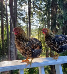 Attachment with no description