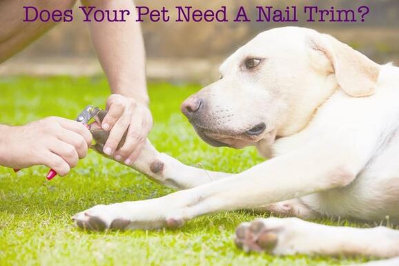 pet supplies plus nail trim