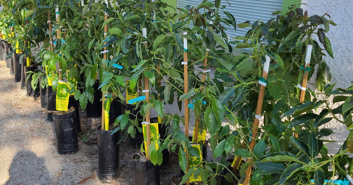GEM® Avocado trees on Dusa® clonal rootstock. (selling fast) for 55 in