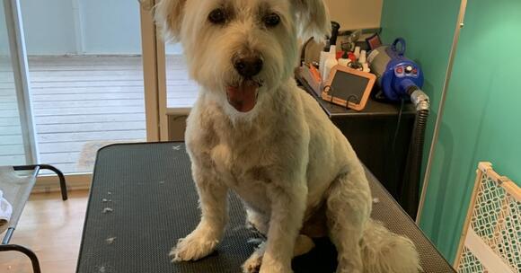 Kelly\'s Pampered Pets 2025